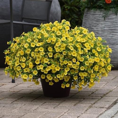 Yellow Calibrchoa Flower Seeds