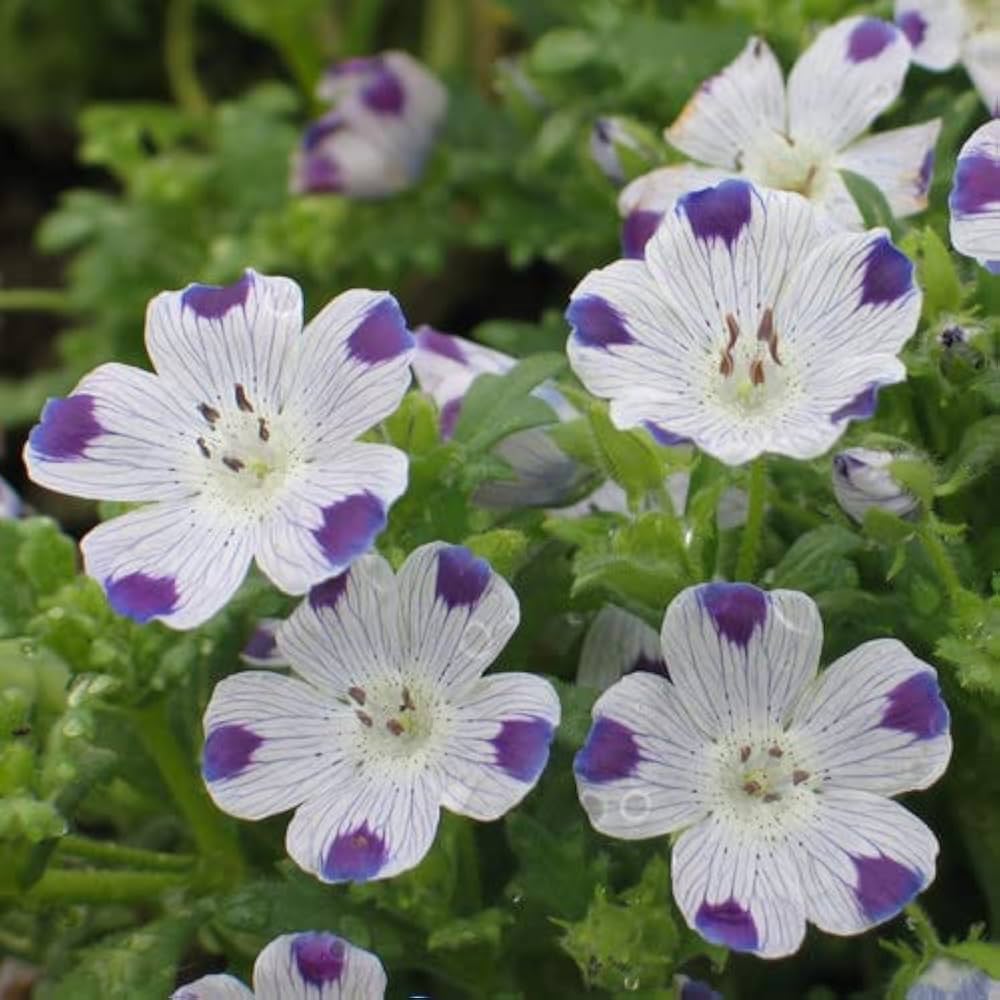 Nemophila Maculata Flower Seeds - Heirloom Non GMO High Germination Seeds