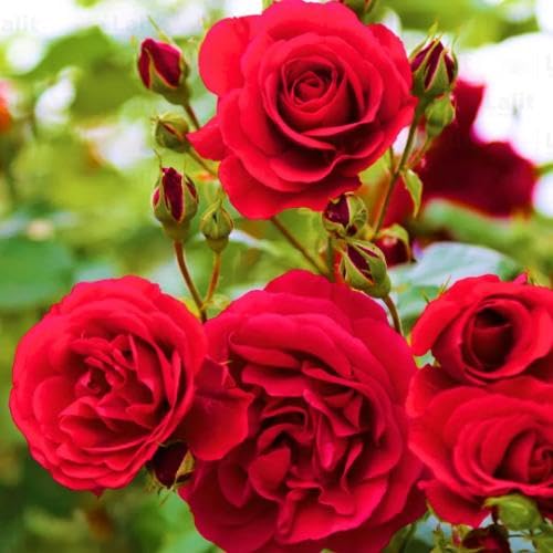 Red Rugosa Rose Flower Seeds