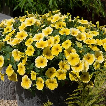 Yellow Petunia Flower Seeds