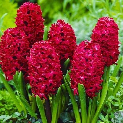 Red Hyacinth Flower Seeds