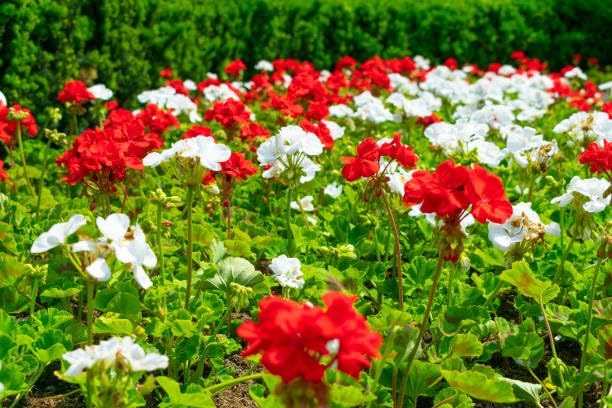 Geranium Flower Seeds