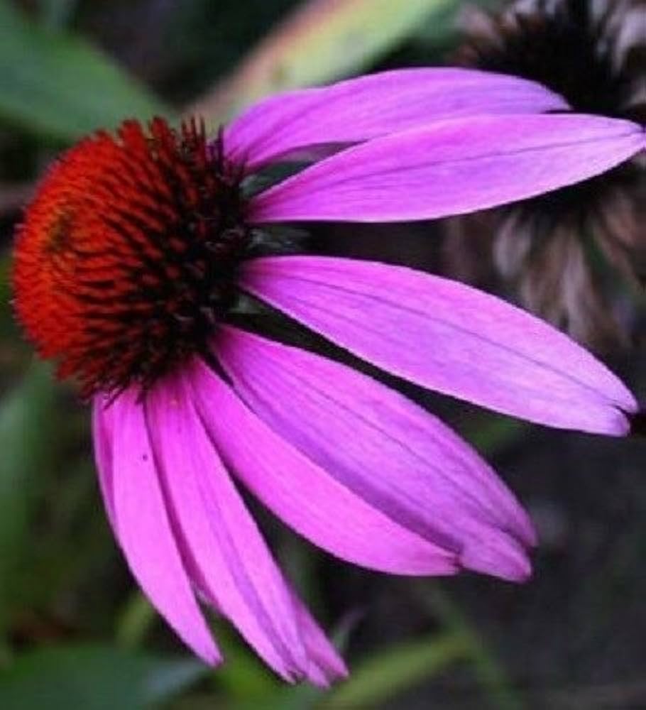 echinacea purpurea luster mixed flower in bed