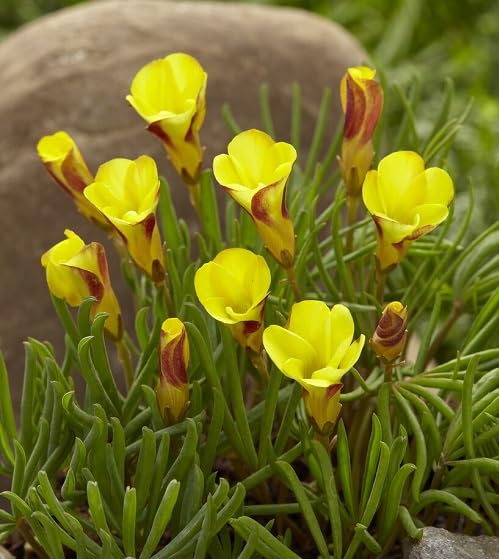 Yellow Oxalis versicolor Flower Seeds