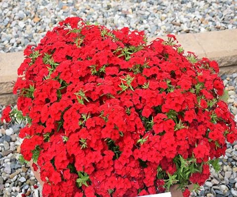 red perennial phlox flower