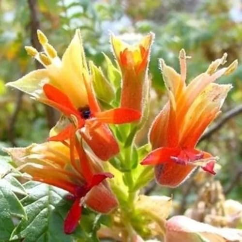 White Melianthus comosus Flower Seeds