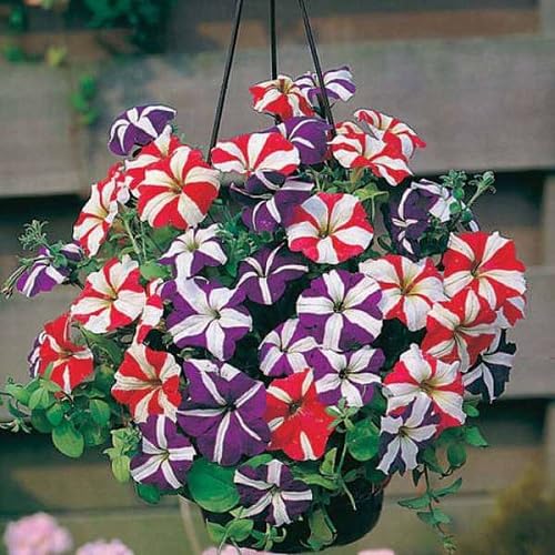 Mixed Hanging Petunia Flowers Seeds