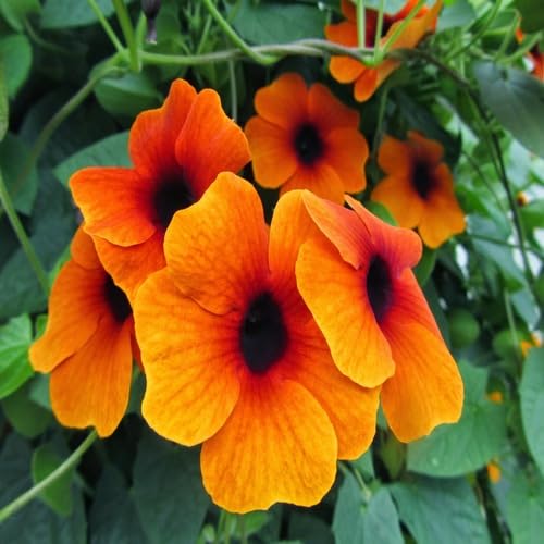 Orange Thunbergia Flower Seeds