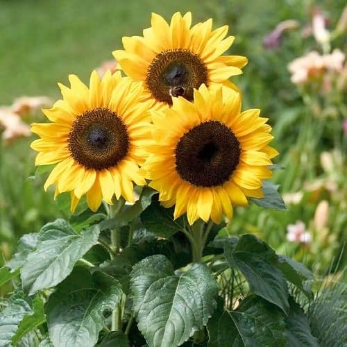 Sunflower Flower Seeds