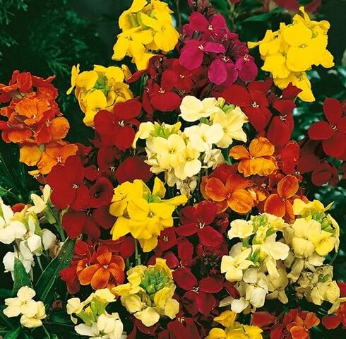 Mixed Erysimum Cheiri Flower Seeds