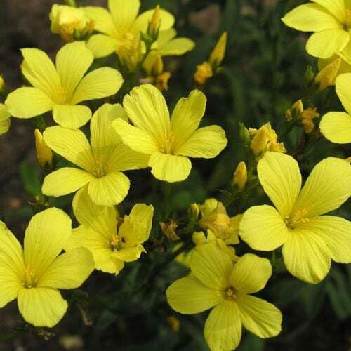 Linaria Maroccana Flower Seeds
