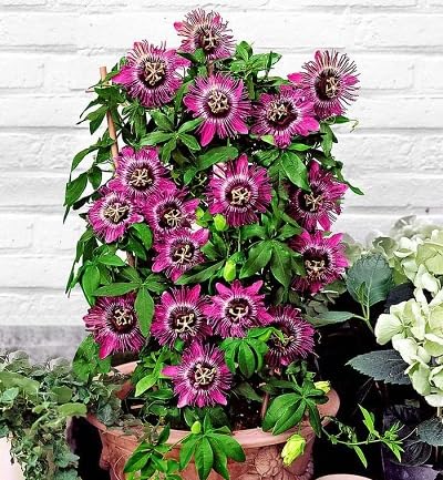 Passion Flower Seeds