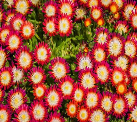 Red Delosperma Flower Seeds