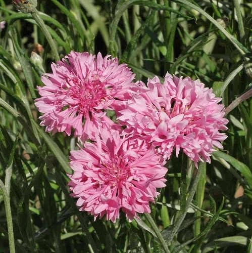 Pink Centaurea cyanus Flower Seeds