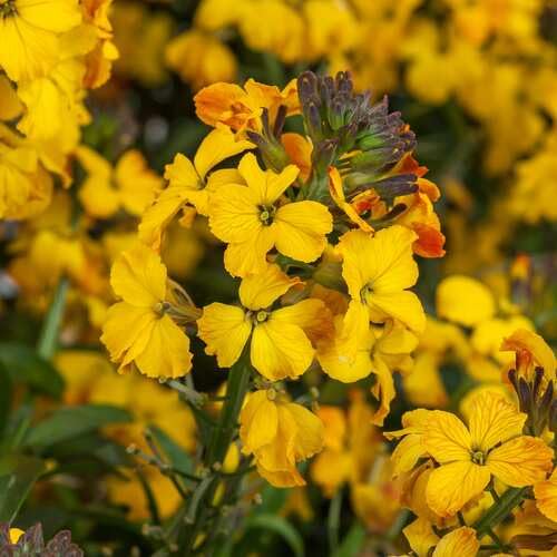 Yellow Erysimum Flower Seeds