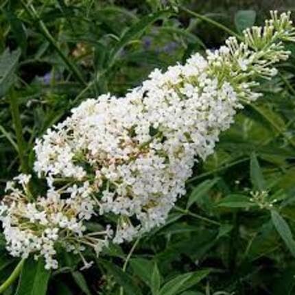 White Buddleia Flower Seeds