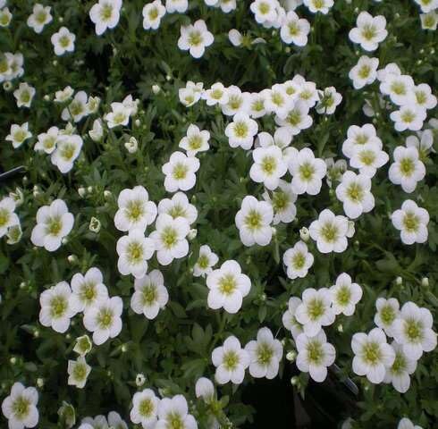 White Saxifrage Flower Seeds