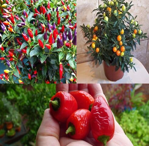 Green Chilli Plant Seeds vegetable seeds for Home Gardening, Premium Kitchen Garden Collection for kitchen garden planting