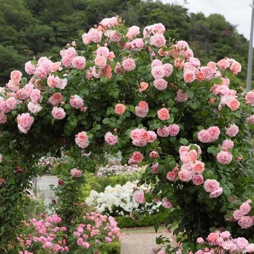 Pink Light Clematis Flower Seeds 