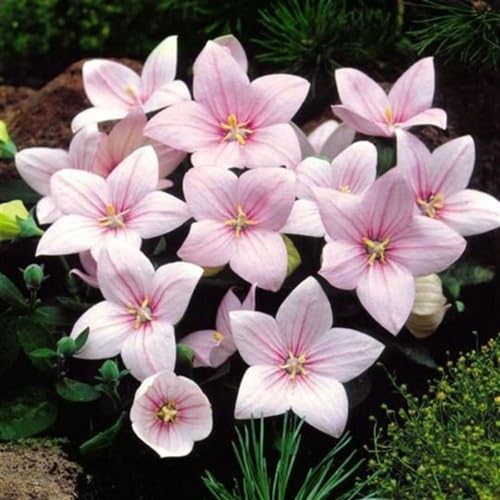 Pink Pale Grandiflorus Flowers Seeds