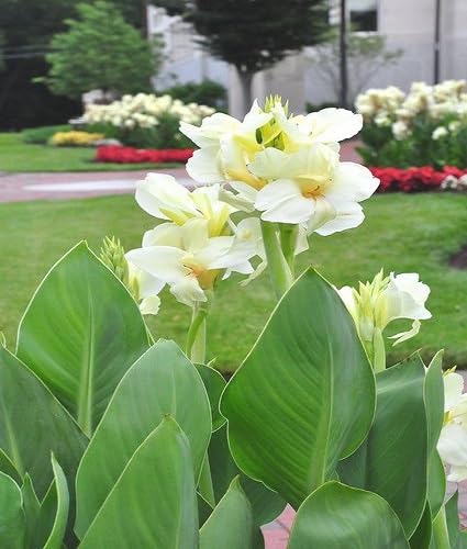 White Canna Flower Seeds