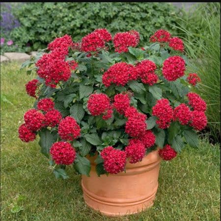Red Penta Flower Seeds