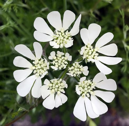 White Orlaya Flower Seeds
