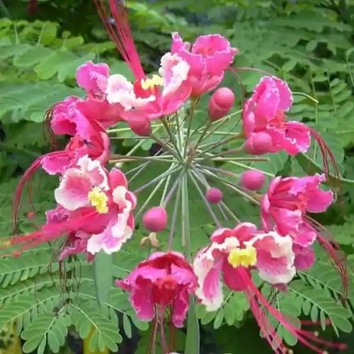 Pink Pulcherrima Flower Seeds
