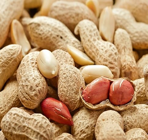 peanut vegetable seeds