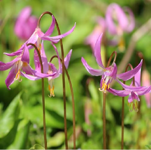 Pink Erythronium Flower Seeds