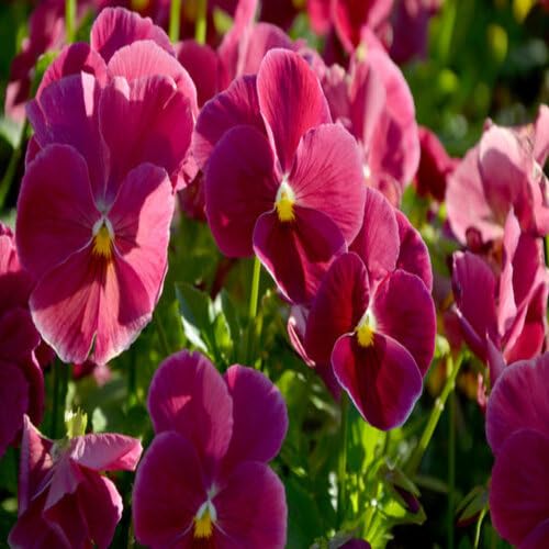 Pink Giant Pansy Flower Seeds
