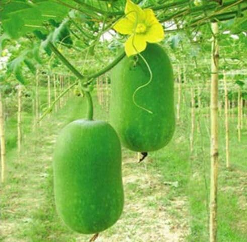 Green Kumbalam vegetable seeds for Home Gardening, Fast Growing Home Garden Variety for kitchen garden planting