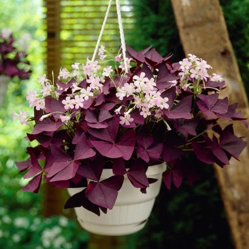 Purple Oxalis Flower Seeds