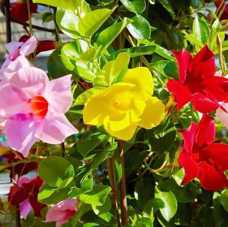 Mixed Dipladenia sanderi Flower Seeds