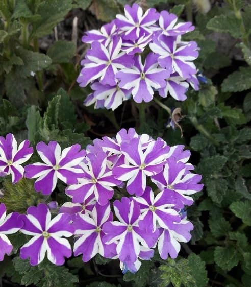White Purple Verbena Flower Seeds