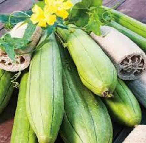 Green Luffa vegetable seeds - Heirloom, Organic, Non Gmo Garden Seeds for kitchen garden planting