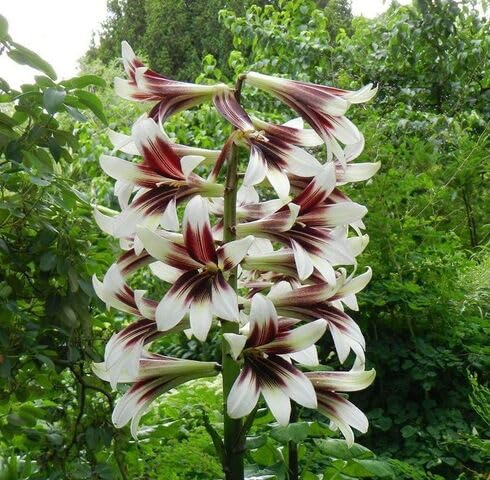 Red White Cardiocrinum Flower Seeds