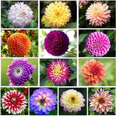Mixed Perennial Flower Seeds