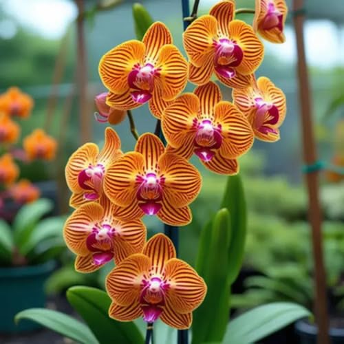Orange Phalaenopsis Orchid Flower Seeds