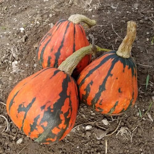 Orange Lakota Squash vegetable seeds - Heirloom, Organic, Non Gmo Garden Seeds for kitchen garden planting