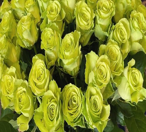 Green Rose Flower Seeds