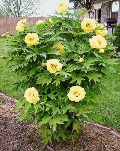 Yellow Climbing Peony Flowers Seeds