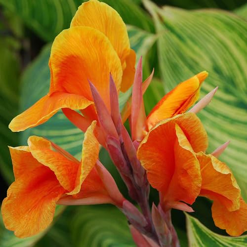 orange canna flower seeds