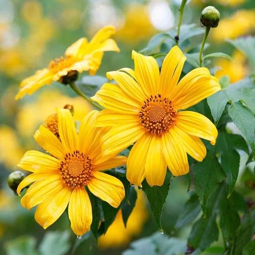 Yellow Tithonia Diversifolia Flowers Seeds