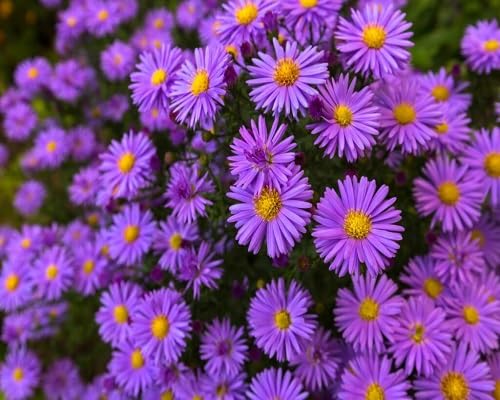 Aster Flower Seeds