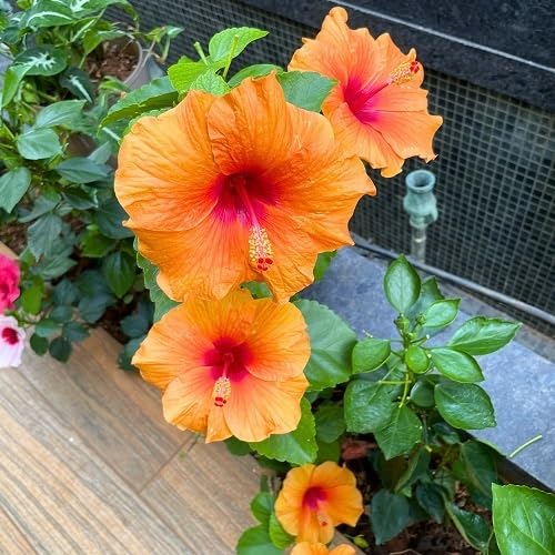 Pink Blooming Hibiscus Flower Seeds