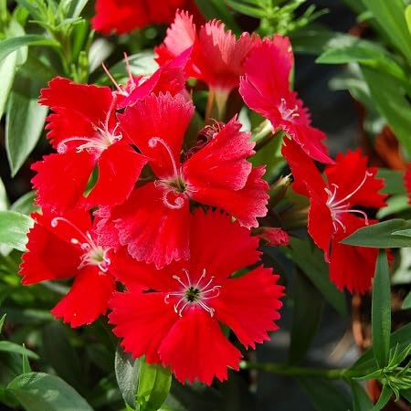 Carnation Flower Seeds