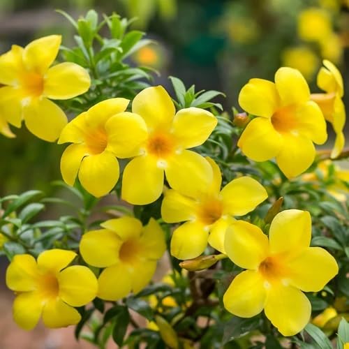 Yellow Allamanda Flower Seeds