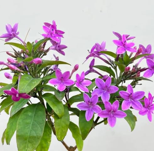 Purple Jasmine Flower Seeds