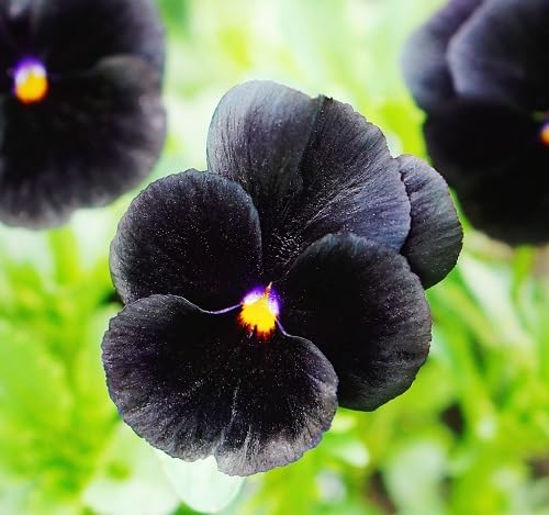 Black Orchid Flower Seeds - Heirloom Non GMO Premium Garden Seeds for Planting